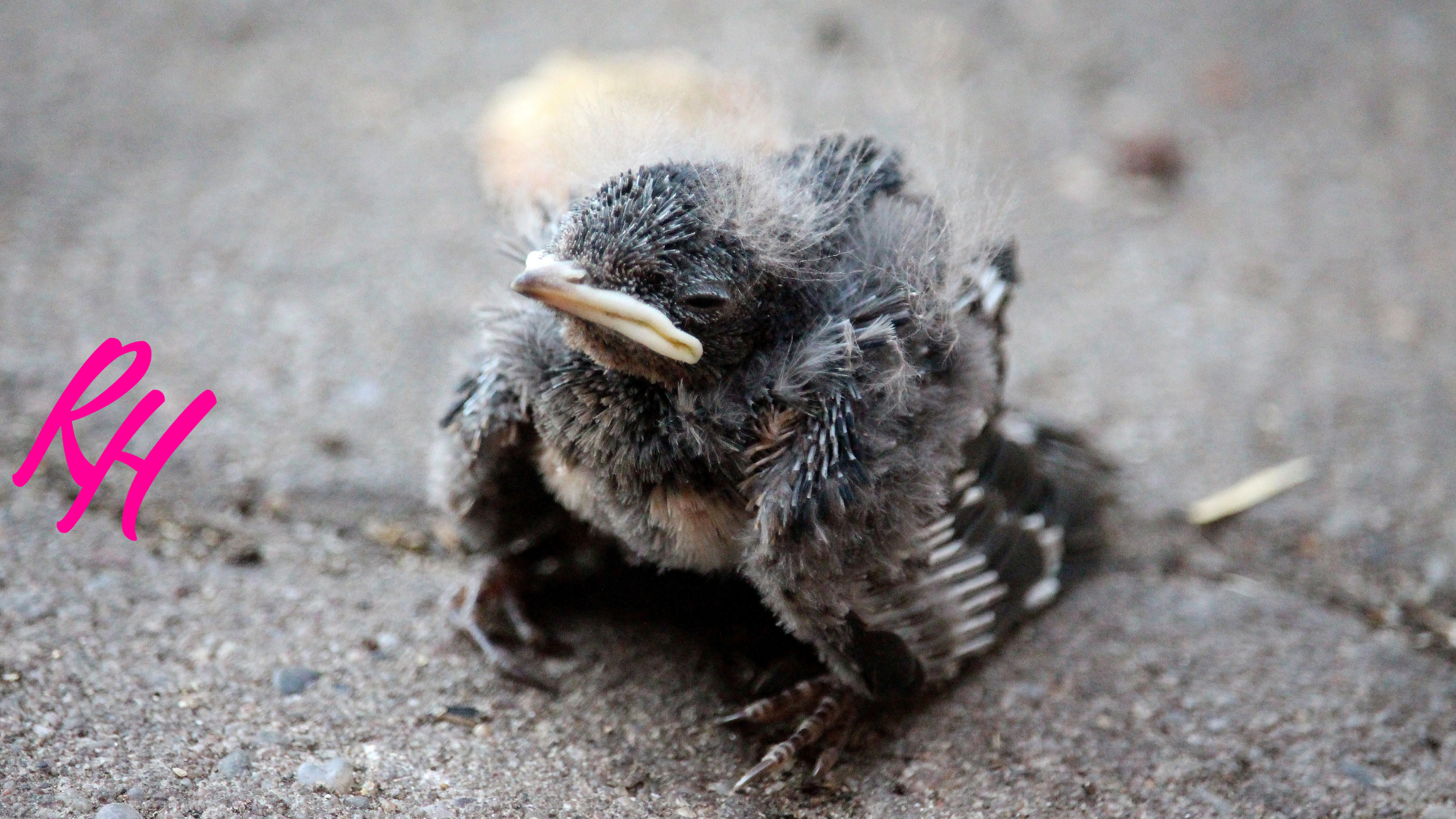 a baby bird on the ground