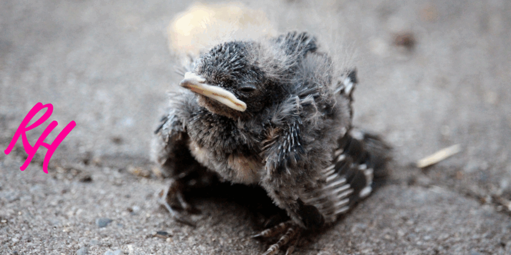 a baby bird on the ground